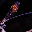 Image of Chalcopteryx
