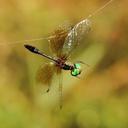 Image of Nannophyopsis chalcosoma