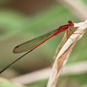 Image of Megalagrion oresitrophum
