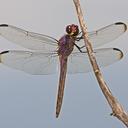 Image of Orthemis sulphurata