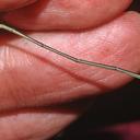 Image of Metaleptobasis diceras