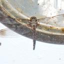 Image of Zyxomma multinervorum