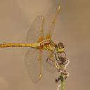 Image of Sympetrum costiferum