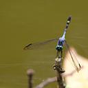 Image of Micrathyria artemis