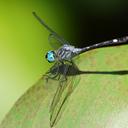 Image of Micrathyria venezuelae