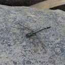 Image of Diplacina fulgens