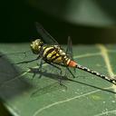 Image of Diplacina braueri