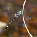 Image of Brechmorhoga pertinax