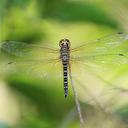 Image of Hydrobasileus