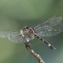 Image of Misagria calverti