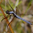 Image of Libellula flavida