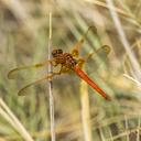 Image of Libellula coahuiltecana
