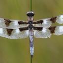 Image of Libellula pulchella