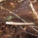 Image of Megalagrion koelense