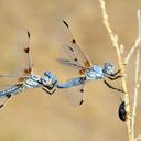 Image of Libellula composita