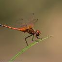 Image of Trithemis imitata