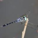 Image of Nephepeltia