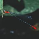 Image of Psaironeura tenuissima