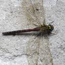 Image of Cephalaeschna acutifrons