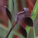 Image of Ypirangathemis