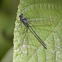 Image of Teinopodagrion depressum