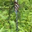 Image of Aeshna constricta