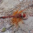Image of Paltothemis