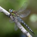 Image of Brachytron pratense