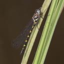 Image of Cordulephya