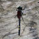 Image of Leucorrhinia orientalis