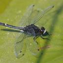 Image of Leucorrhinia intacta