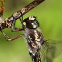 Image of Austroaeschna atrata