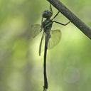 Image of Idionyx thailandicus