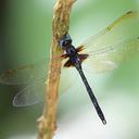 Image of Zygonyx viridescens