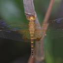 Image of Hydrobasileus croceus