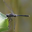 Image of Leucorrhinia albifrons