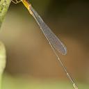 Image of Metaleptobasis bovilla