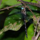 Image of Austroaeschna eungella