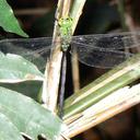Image of Heliaeschna fuliginosa