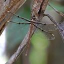 Image of Telephlebia brevicauda