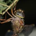 Image of Apocordulia macrops
