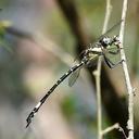 Image of Parasynthemis