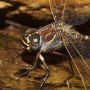 Image of Austroaeschna inermis