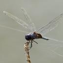 Image of Tramea binotata