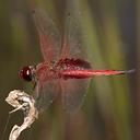 Image of Tramea eurybia