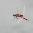 Image of Tramea abdominalis
