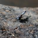 Image of Macrothemis griseofrons