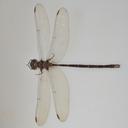 Image of Calesynthemis campioni