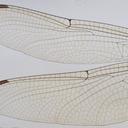 Image of Calesynthemis montaguei