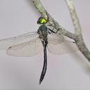Image of Corduliidae